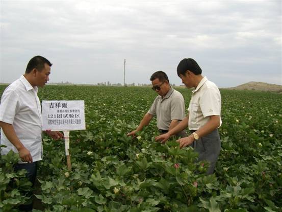 20140106215950907 06年7月炮台试验站曹新成站长在农八师121团个人农场示范地观察.jpg