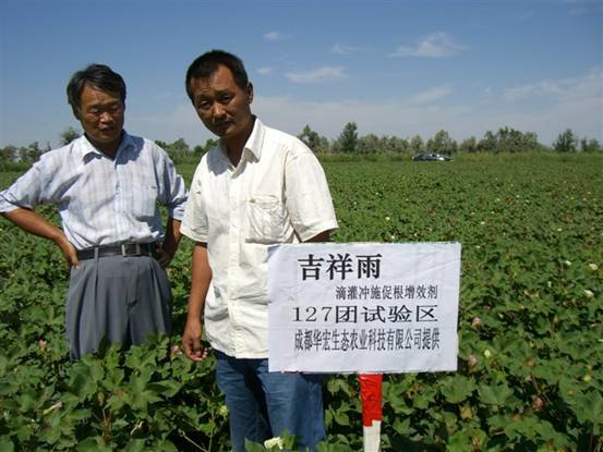 20140106215951154 06年127团 种植试验站刘云龙观察在棉花上试验情况.jpg