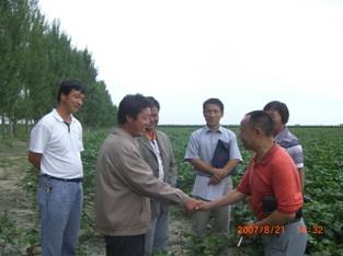 20140109190339369 07年在150团棉花地试验图片.jpg