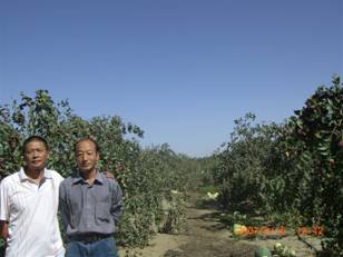 07年9月到农十四师224团枣子试验地与西北农大专家互换红枣种植技术.jpg