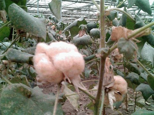 20140116165129958