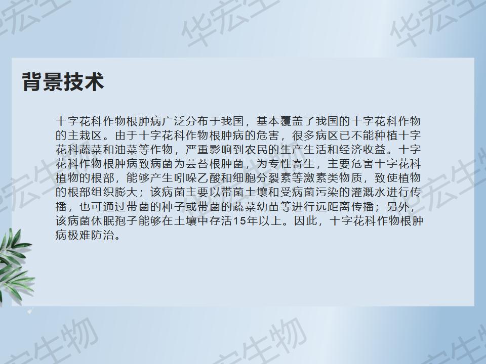 一种防治十字花科作物根肿病的步骤_09.jpg